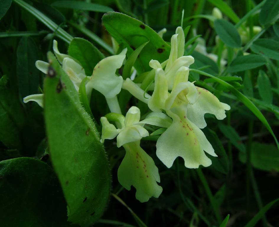 Orchis provincialis